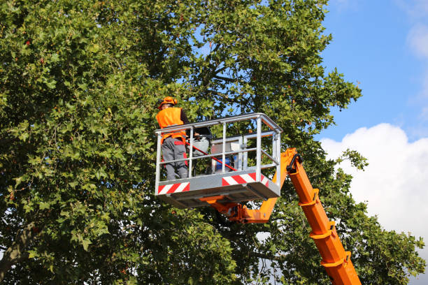 Best Pest Control for Lawns  in Westvale, NY