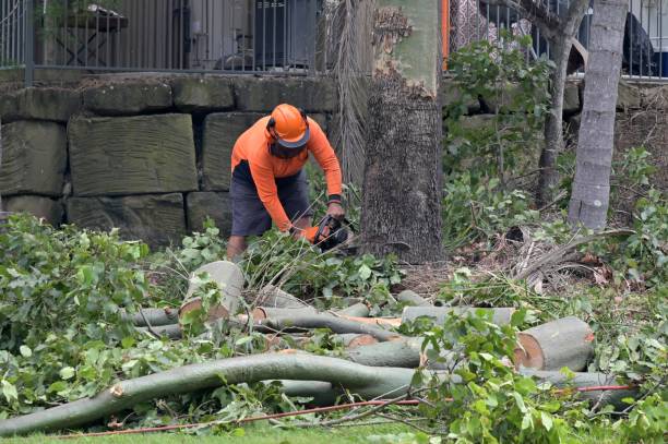 Best Tree and Shrub Care  in Westvale, NY